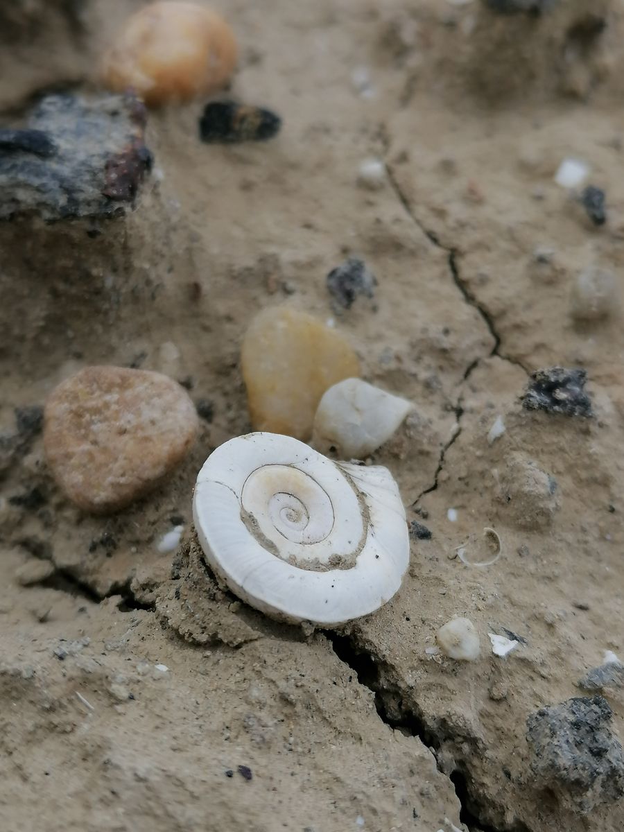 ulita